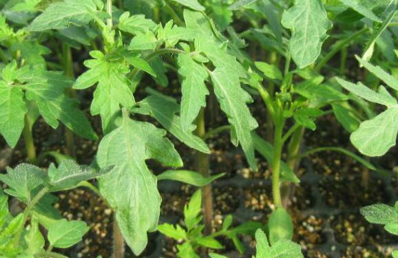 植物根系分析儀促進農業繁榮發展