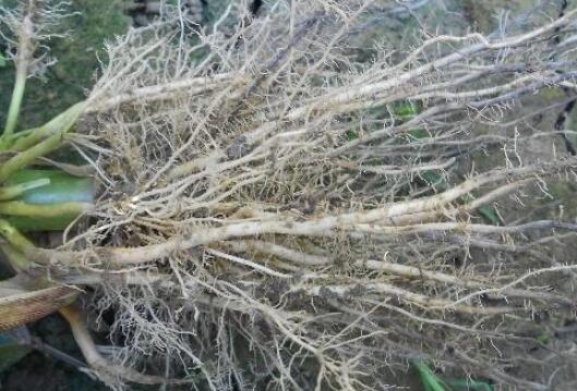 植物根系分析儀，選擇山東云唐如何？