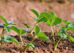 植物葉面積儀對(duì)于農(nóng)業(yè)發(fā)展有何幫助！