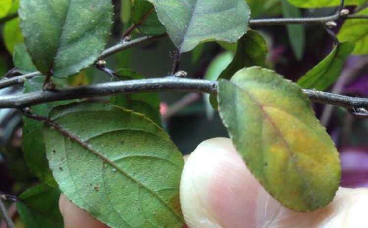 植物營養診斷儀