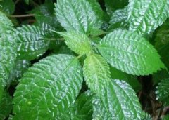 植物葉面積儀“精細(xì)化農(nóng)業(yè)”中的作用！