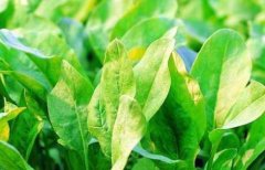 植物葉綠素儀助力“生態化農業”發展