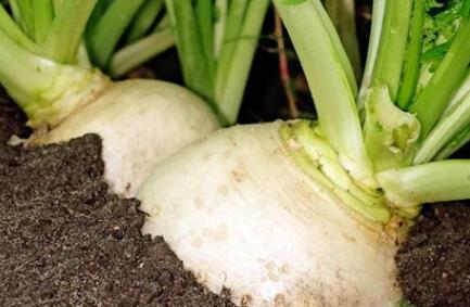 植物營養診斷儀