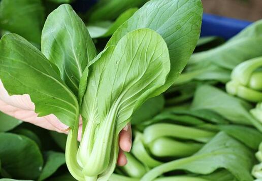 植物根系分析儀 植物根系分析儀