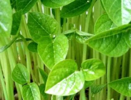 植物營養測定儀 植物營養測定儀