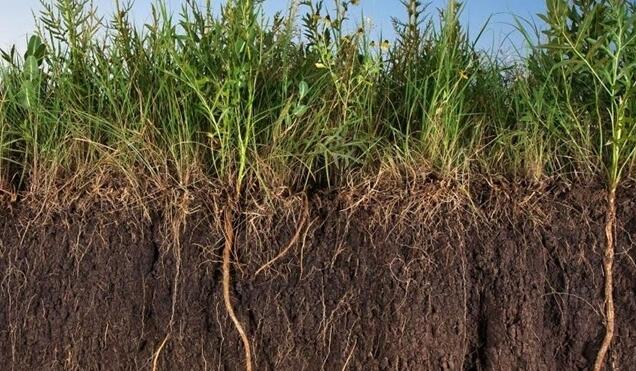 植物根系分析儀 植物根系分析儀