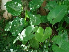 在應(yīng)用中便攜式葉綠素檢測(cè)儀怎么樣?