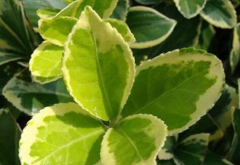 葉面積測(cè)定儀 葉面積測(cè)定儀