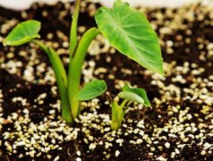 手持葉綠素檢測儀的使用方法是什么?